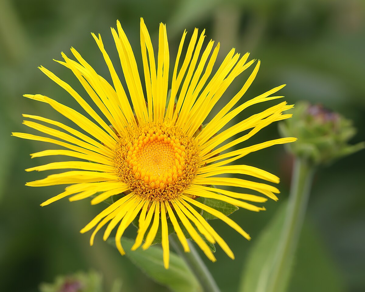 Inula helenium JRVdH 02