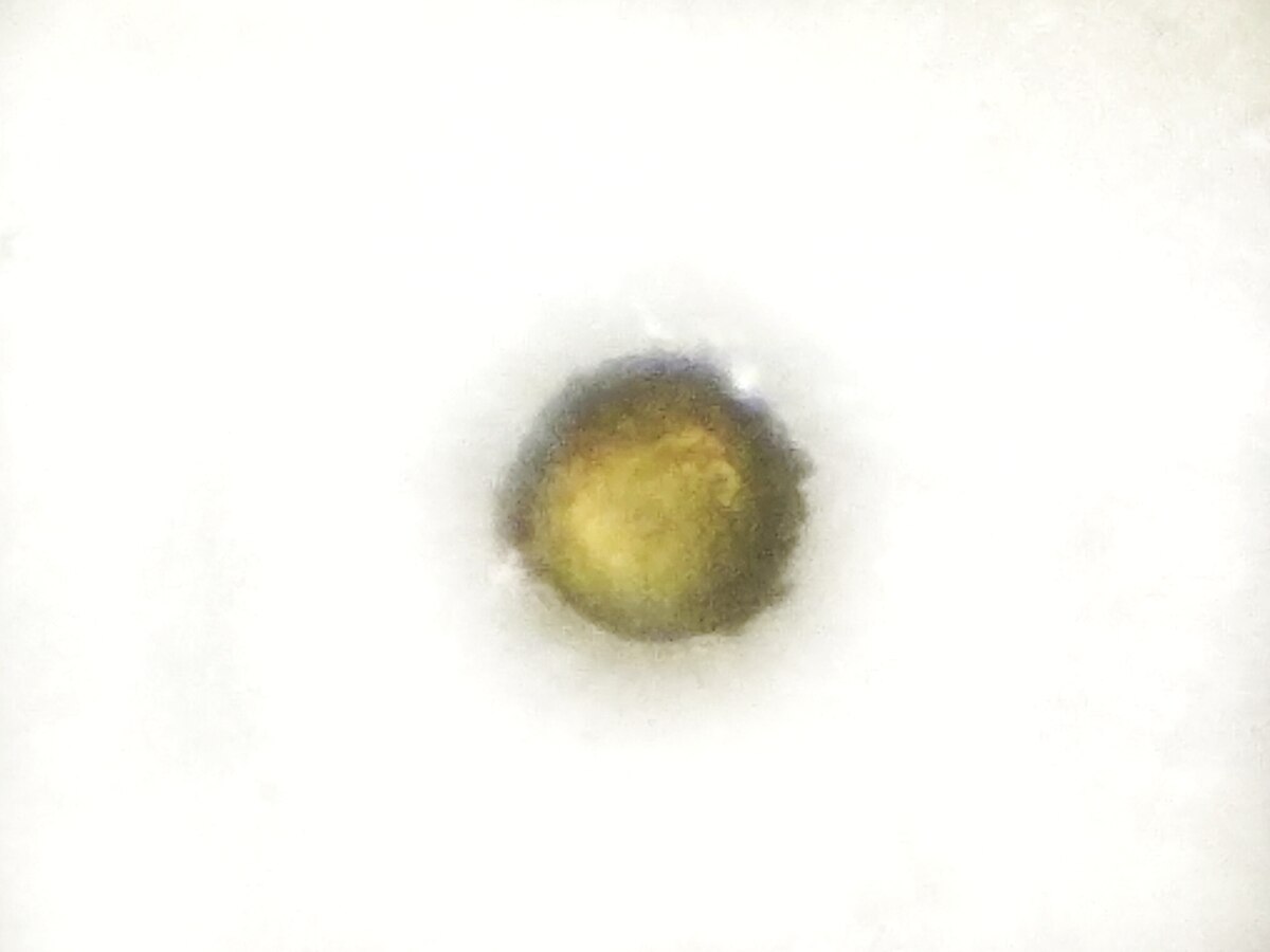 Pollen of Crocus sativus