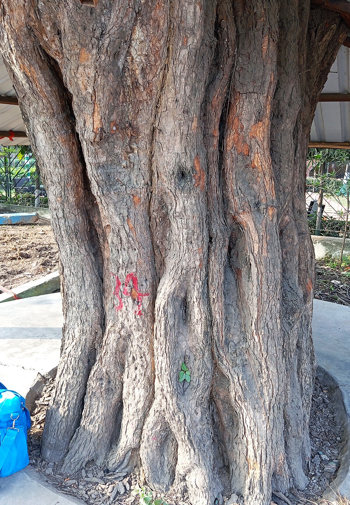 Tamarind (Tamarindus indica) Tree lower trunk