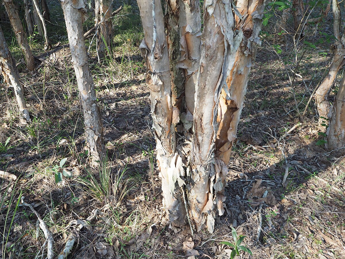 Melaleuca alternifolia bark