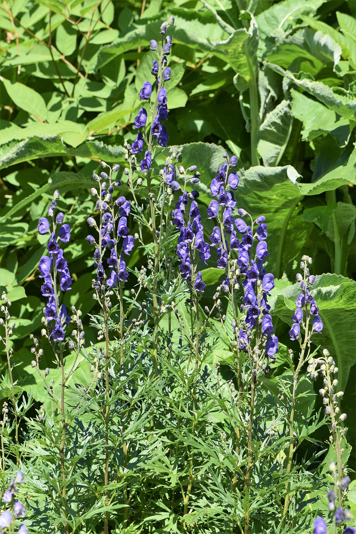 Aconitum ferox kz01