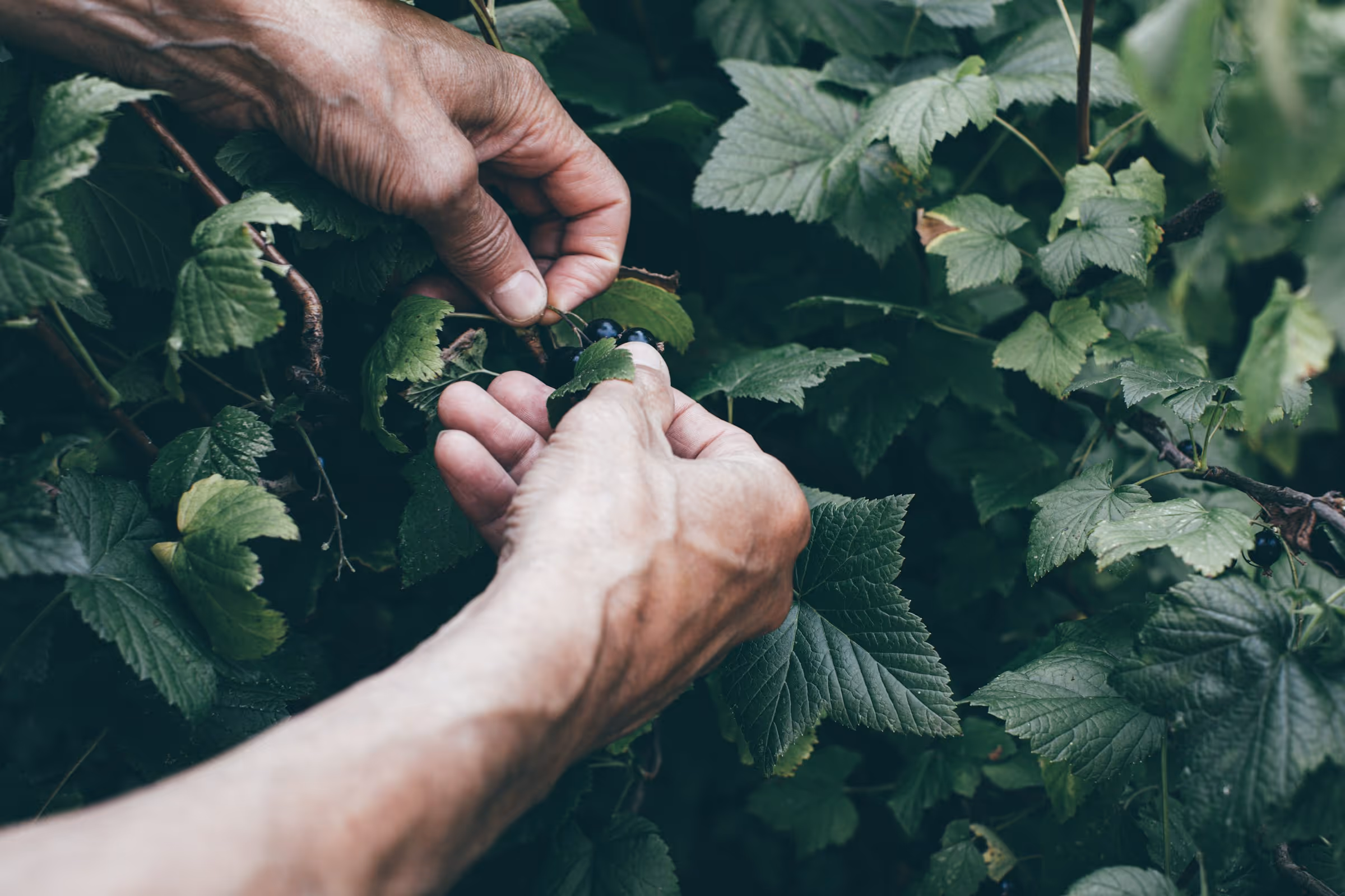 trädgårdshjälp i stockholm