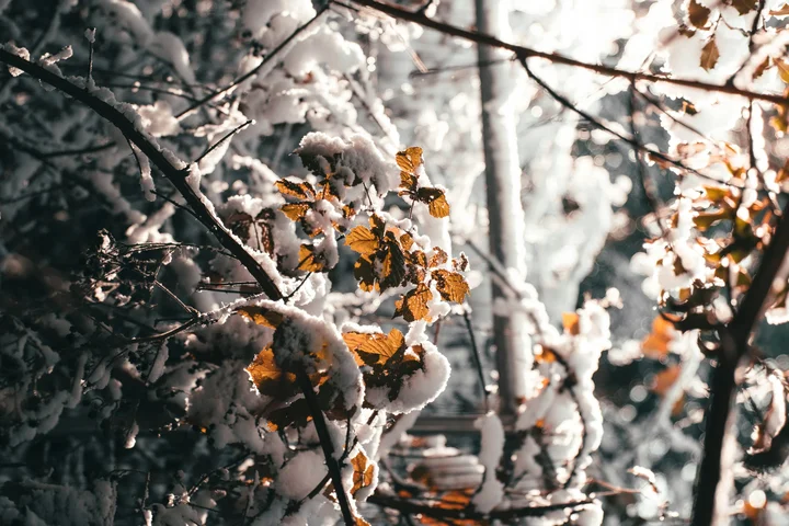 vinterförberedelser i Stockholms trädgårdar.