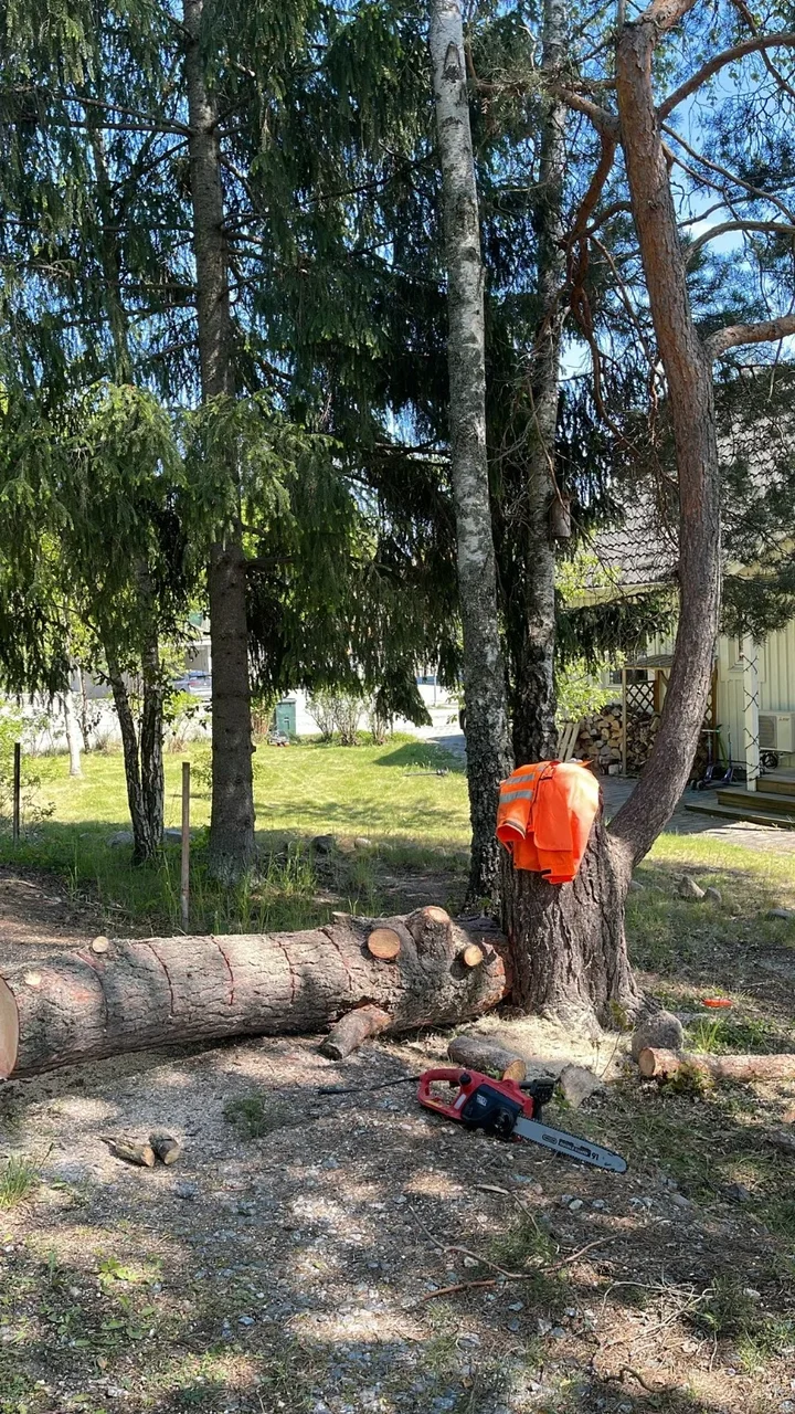 Arborist för Fällning av träd och buskar för hälsa, form och säkerhet i Stockholms trädgårdar