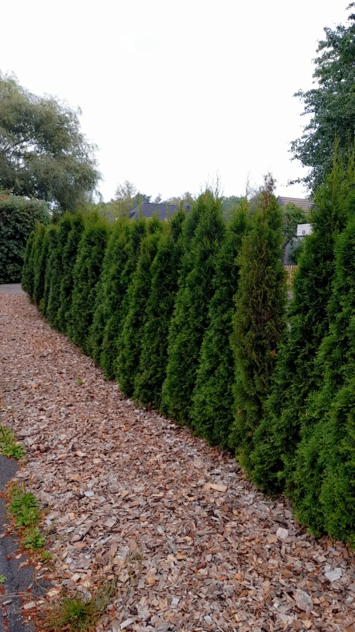 Professionell anläggning av häckar för avskildhet och struktur i trädgårdar i Stockholms län.