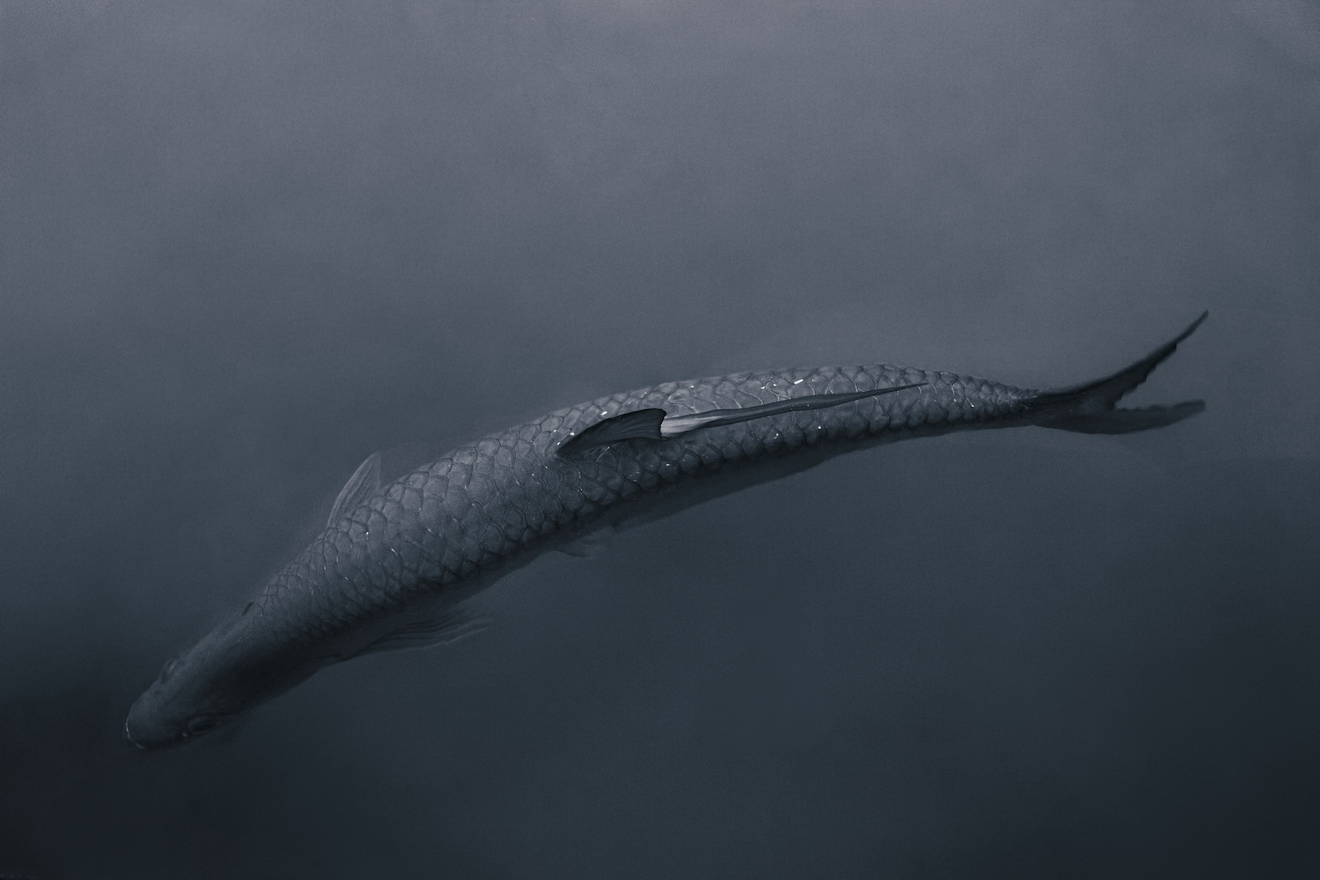 Large fish with silvery scales swimming underwater in dark, murky water.