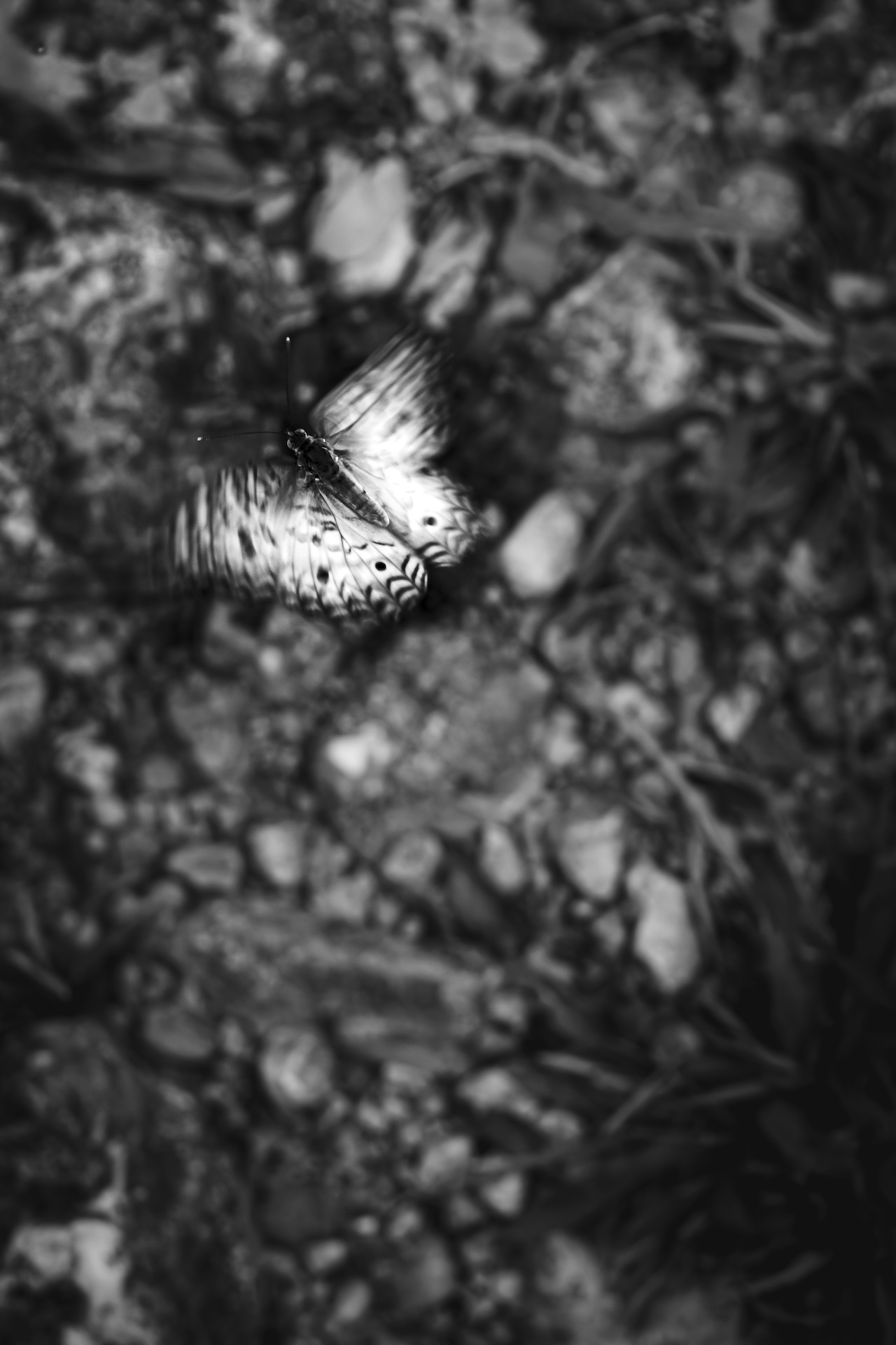 Black and white image of a butterfly with patterned wings resting on rocky ground.