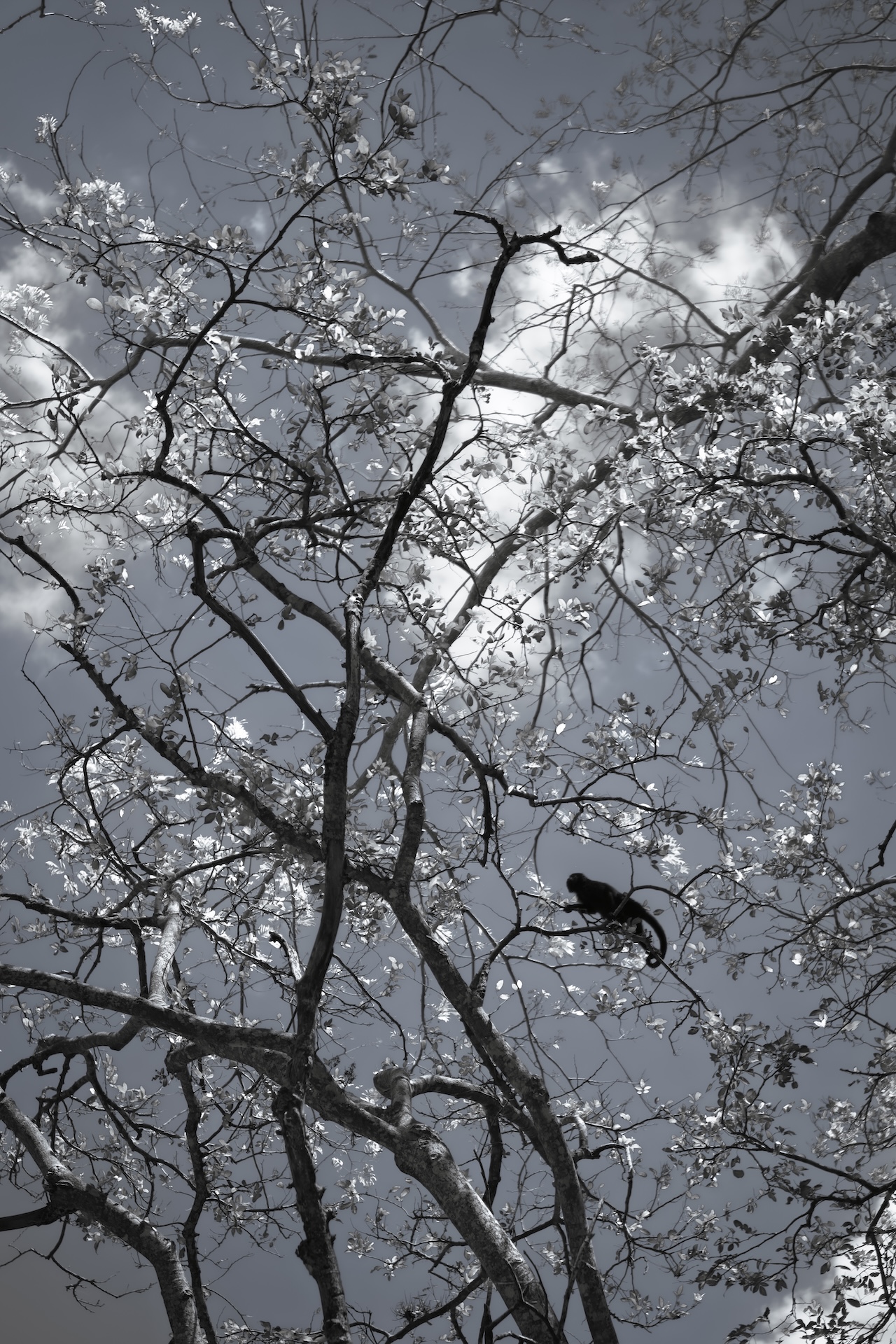 Silhouette of a monkey perched on a tree branch with sparse leaves against a cloudy sky.