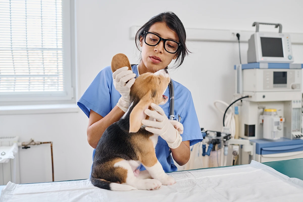 How to Offer Mobile Vet Appointments