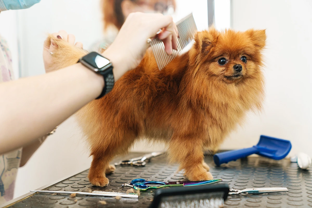 What is Pet Grooming Software?
