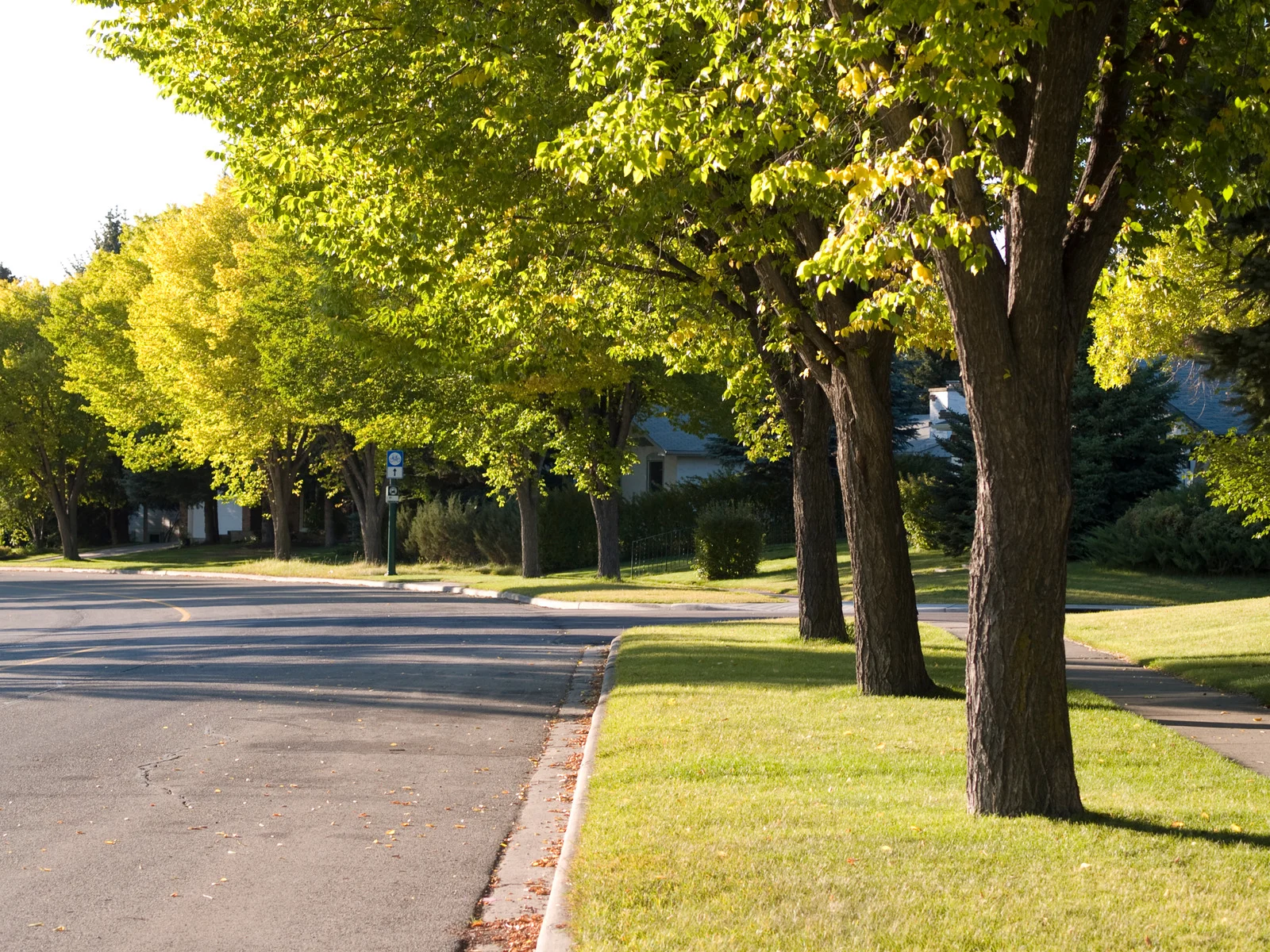 Tree-lined suburban street with green grass and houses partially visible in the background on a sunny day.