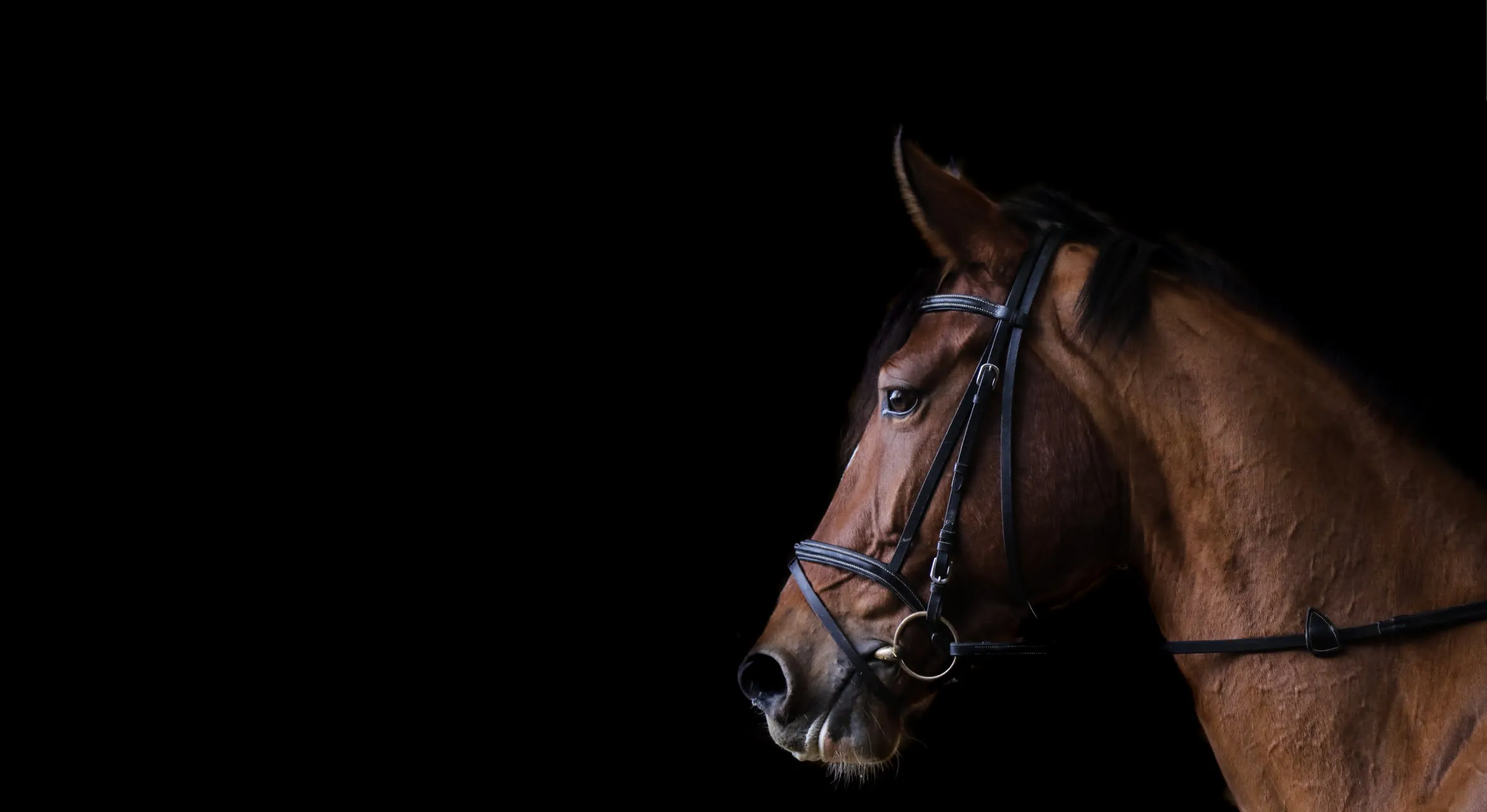 Horse in Black Background
