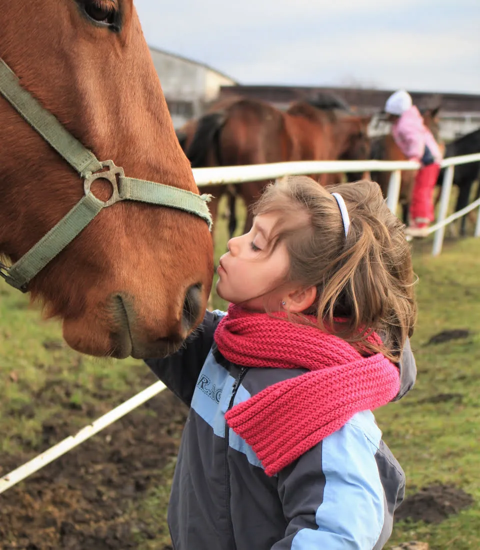 Child kiss horse
