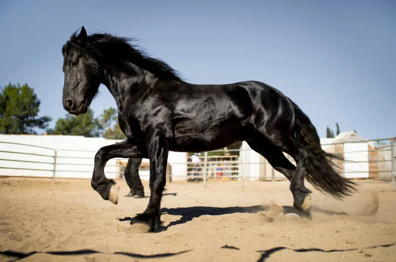 Black Horse