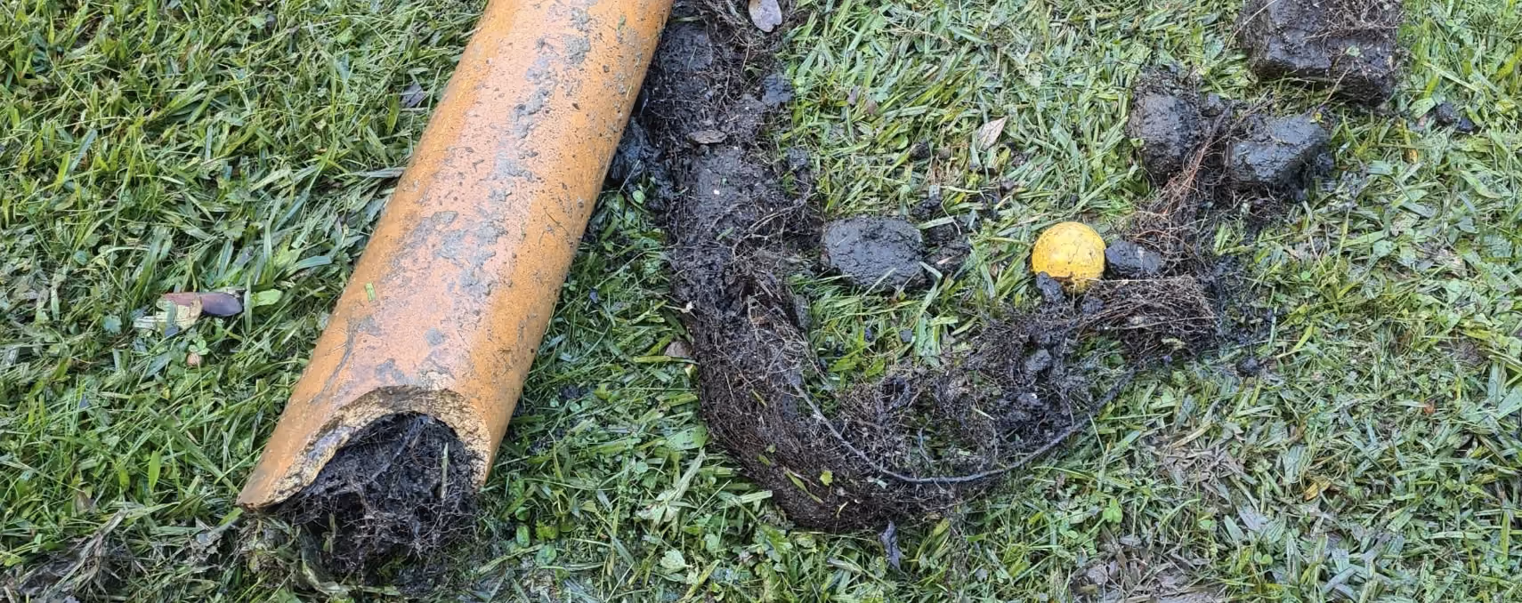 Tree roots removed from a blocked underground drain pipe