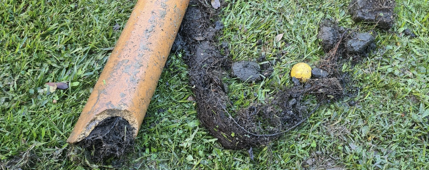 Tree roots removed from a blocked underground drain pipe