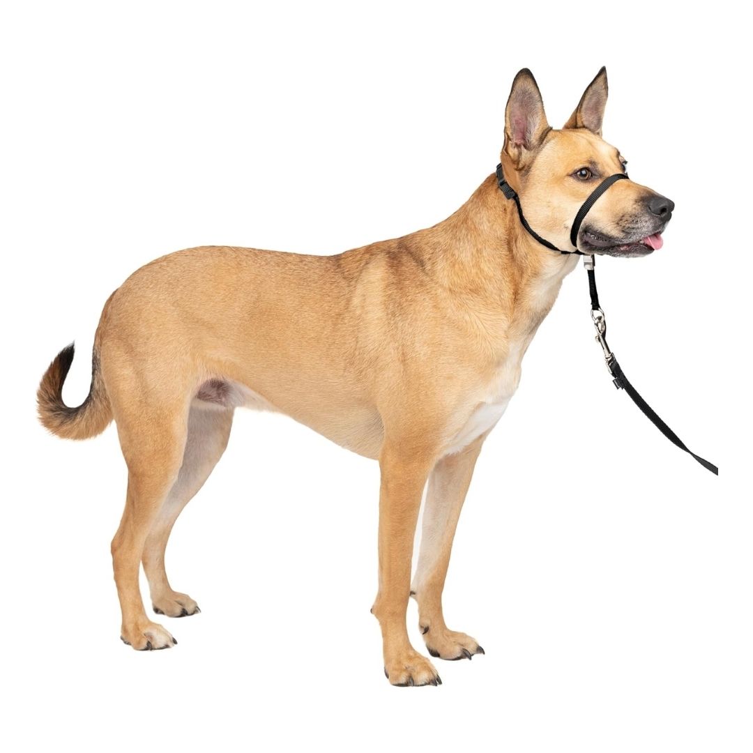 A dog wearing the PetSafe Gentle Leader No-Pull Collar, featuring a padded nose loop and secure quick-snap strap for comfortable walks.