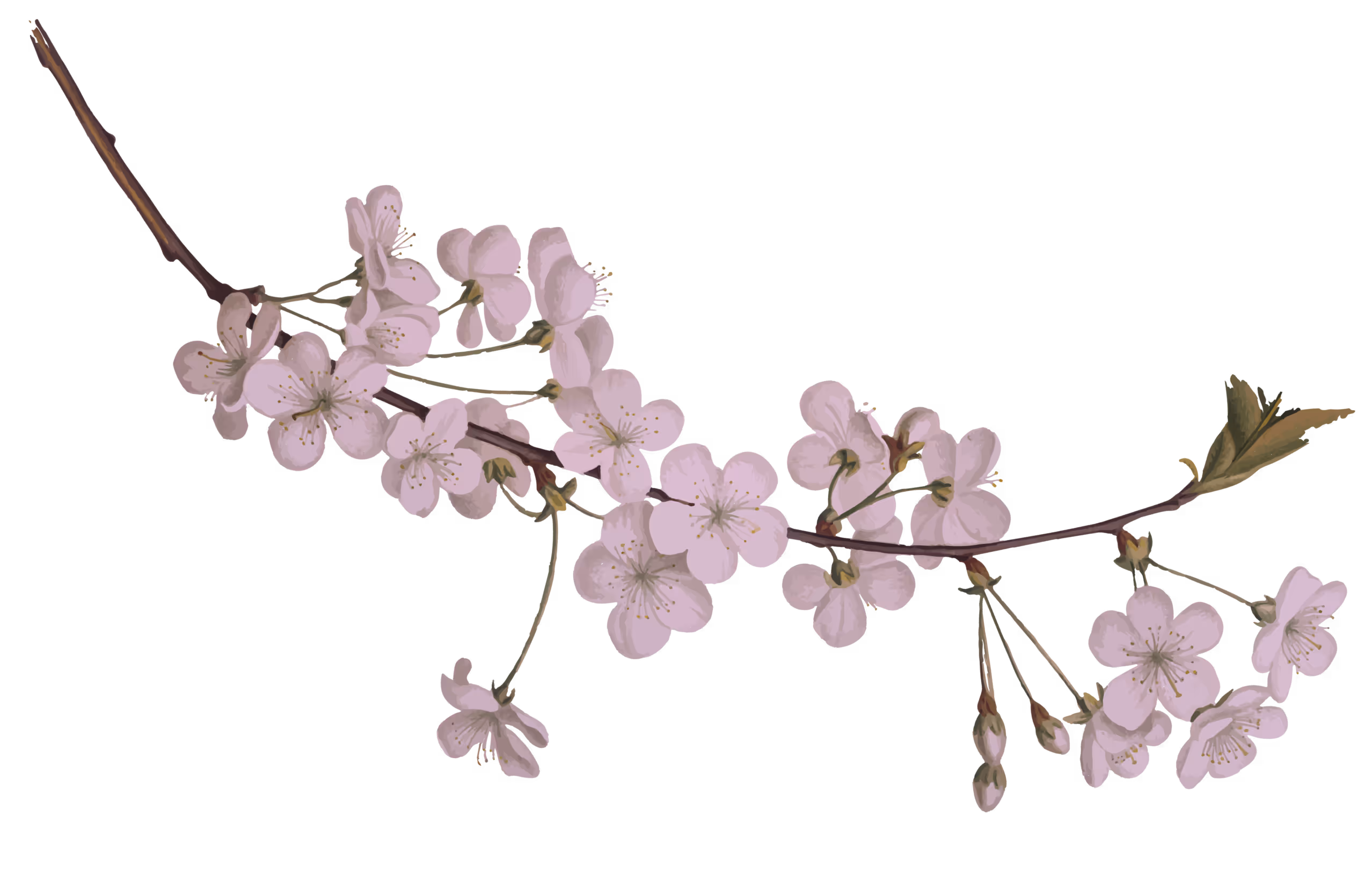 Delicate branch with light pink cherry blossoms and a few green leaves.