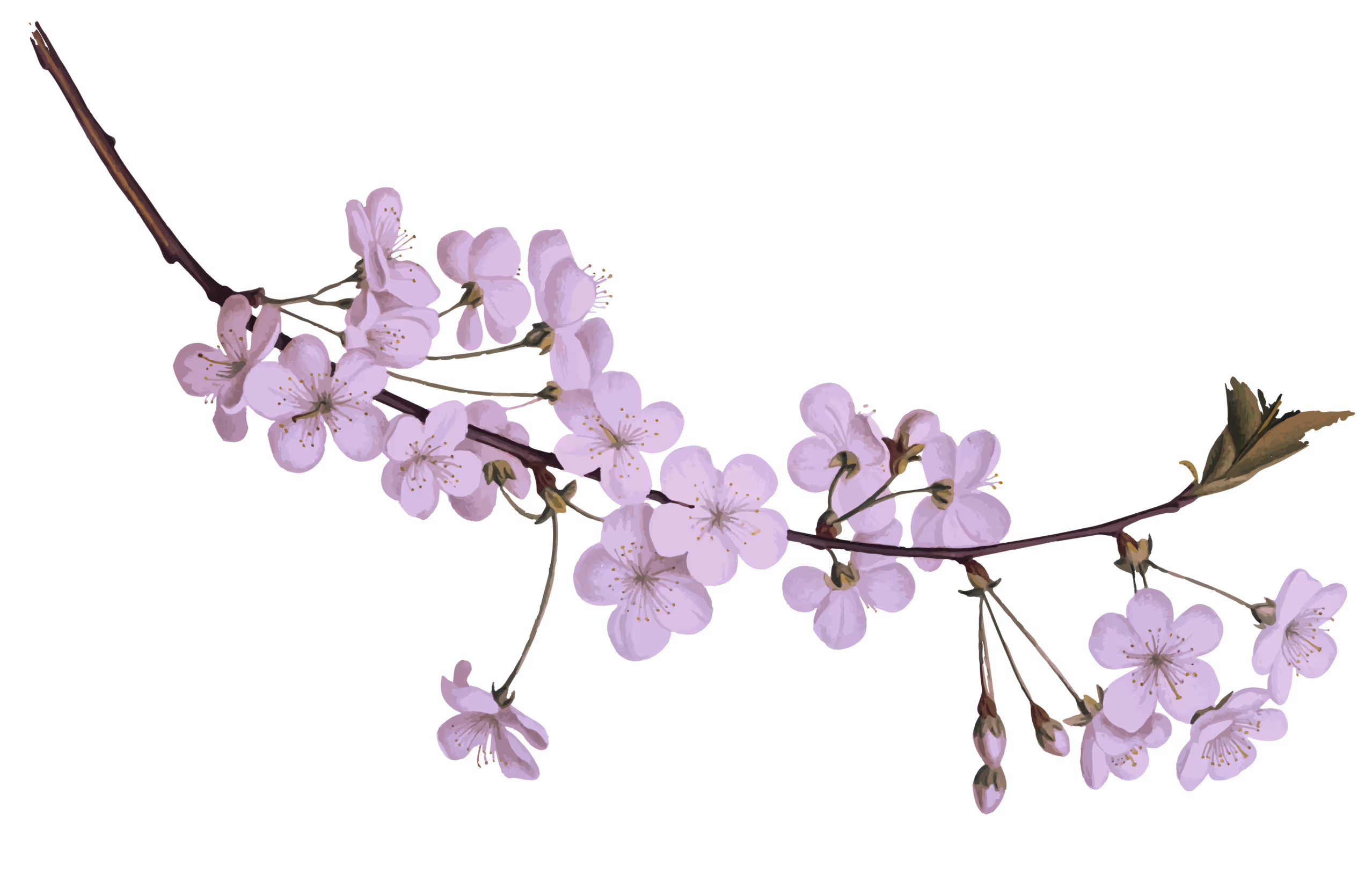 Branch with light pink cherry blossoms and a few green leaves on a transparent background.