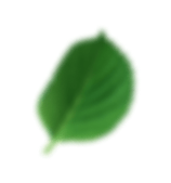 Parallax Leaf Image