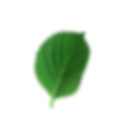 Parallax Leaf Image