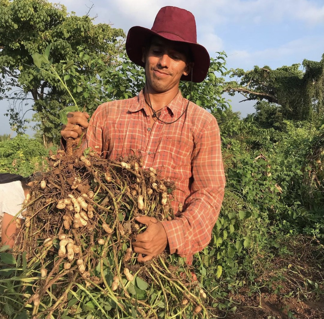 Cristo León in a red hat holding a freshly pulled peanut plant