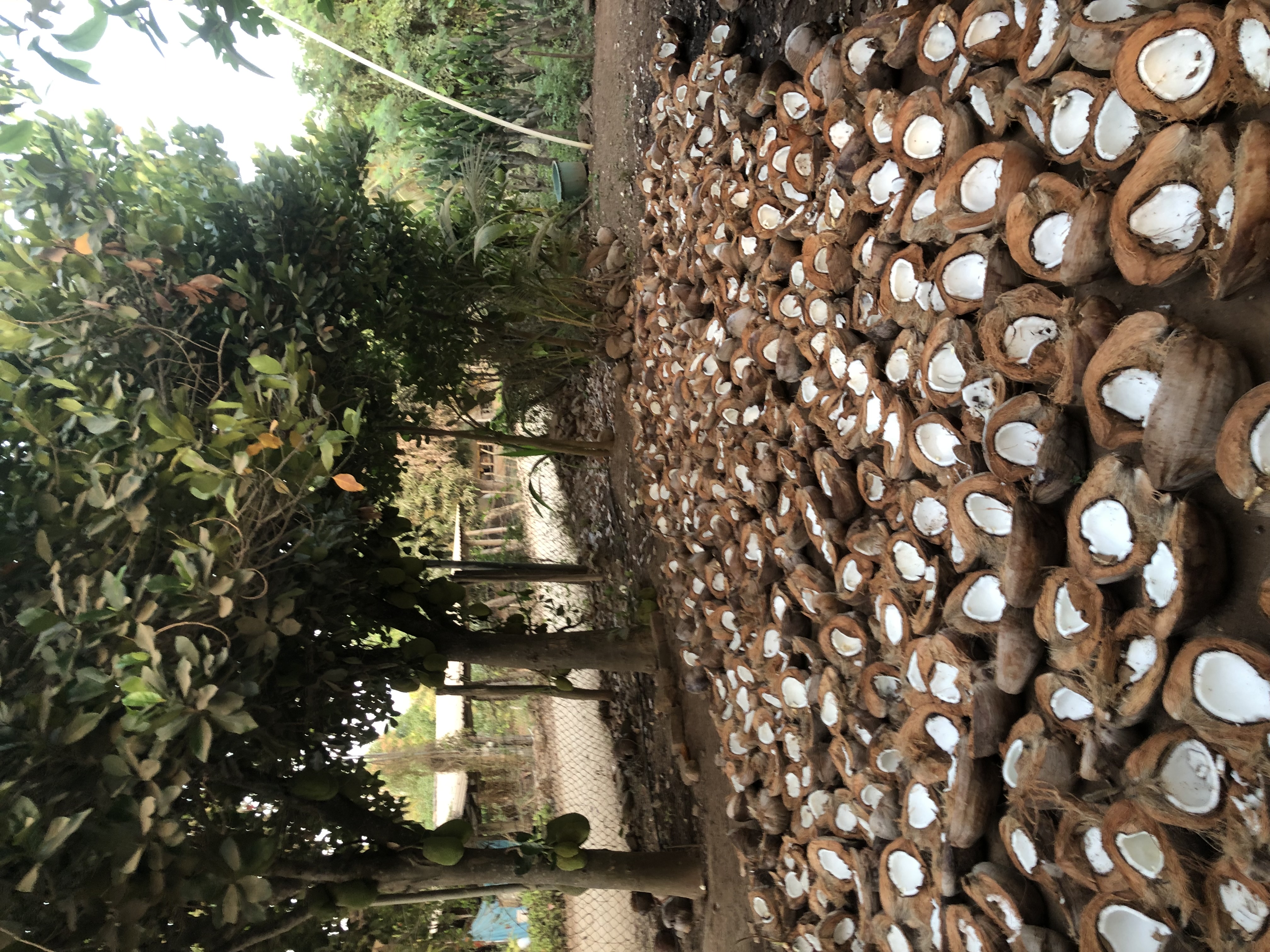 Split coconuts laid out on the ground under trees