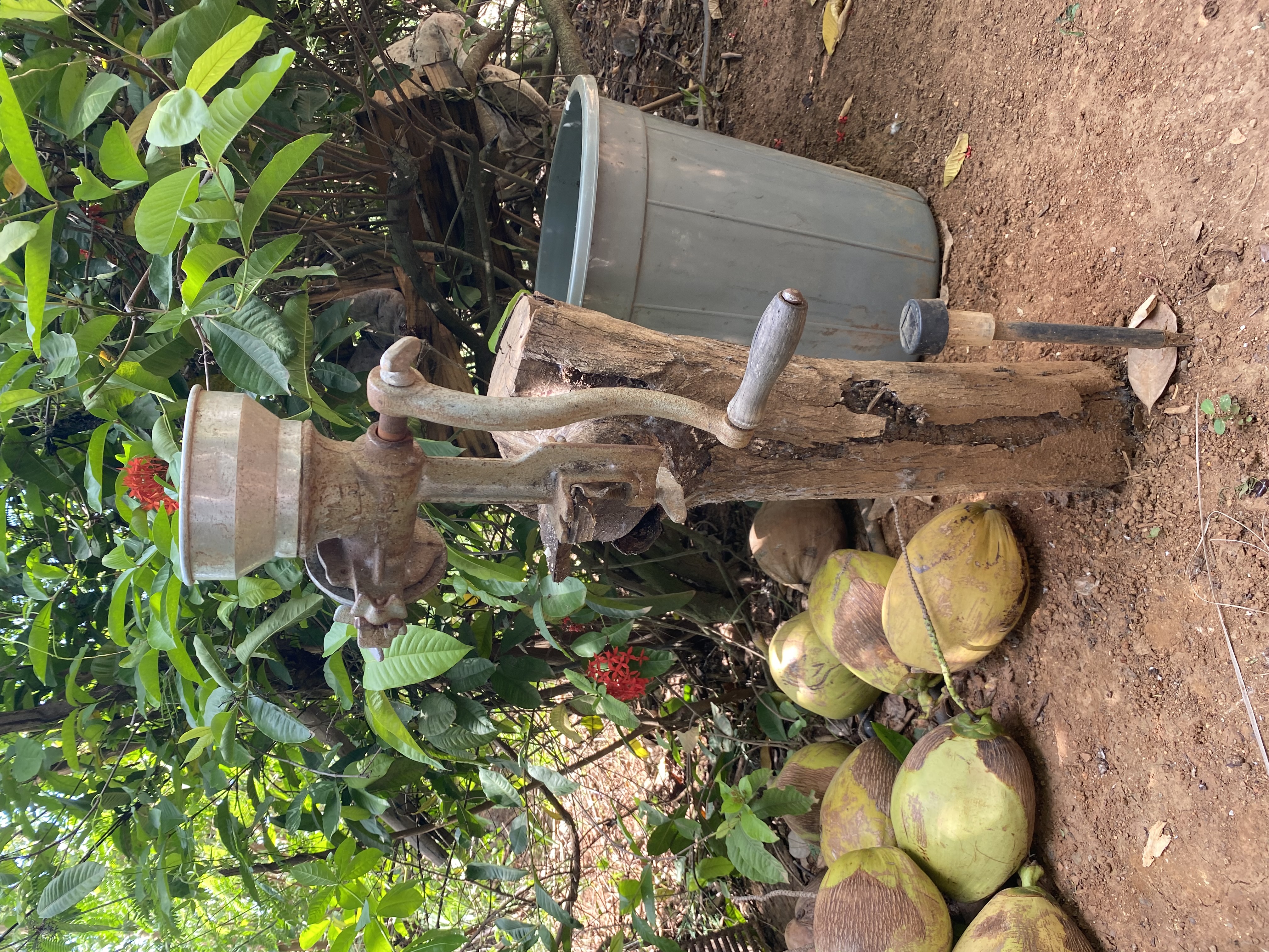 An old hand-crank grinder mounted on a tree stump, with green coconuts at its base