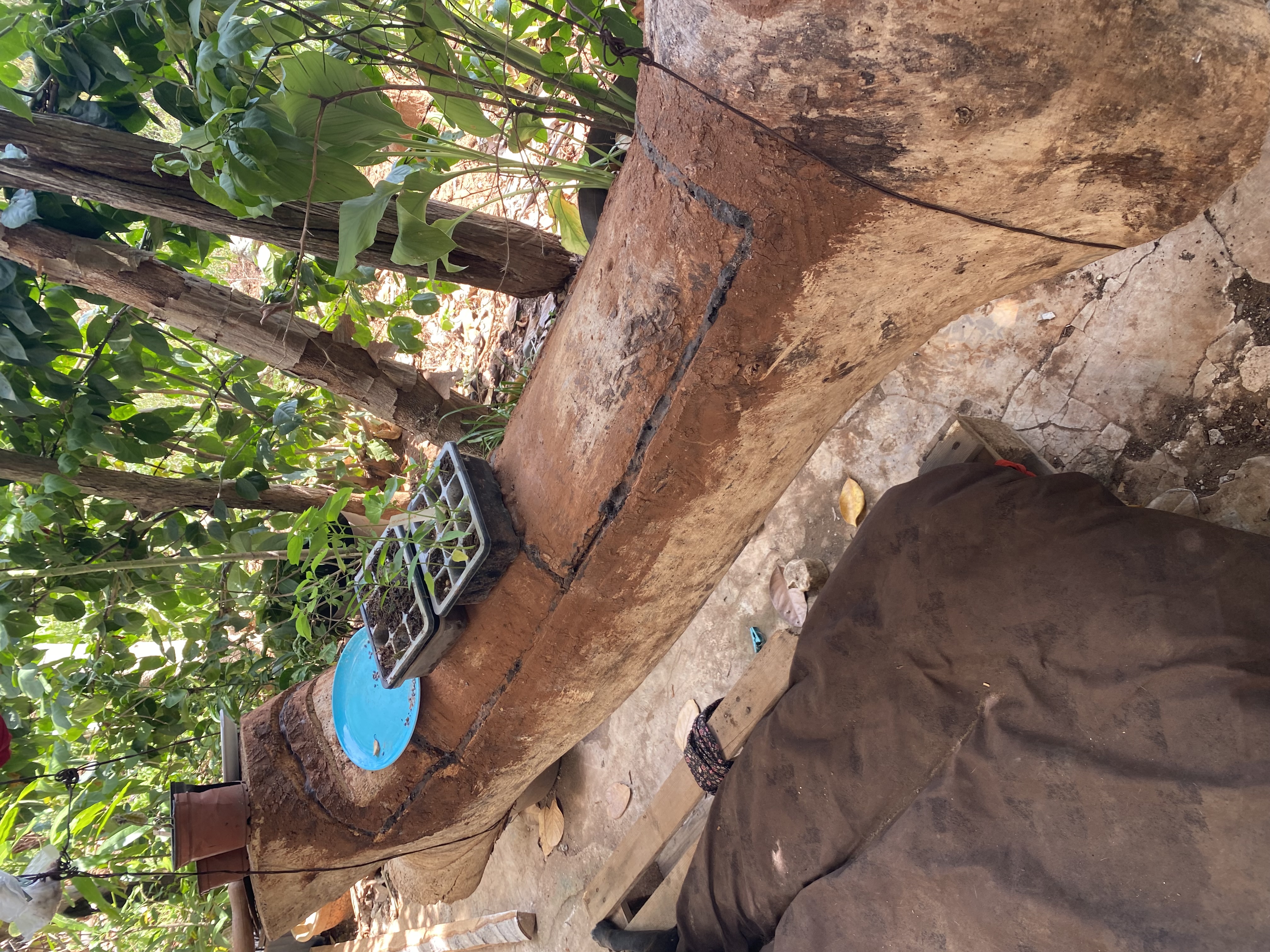 A huge hollow log sealed with mud, used as a hive for stingless bees, with seedling trays on top