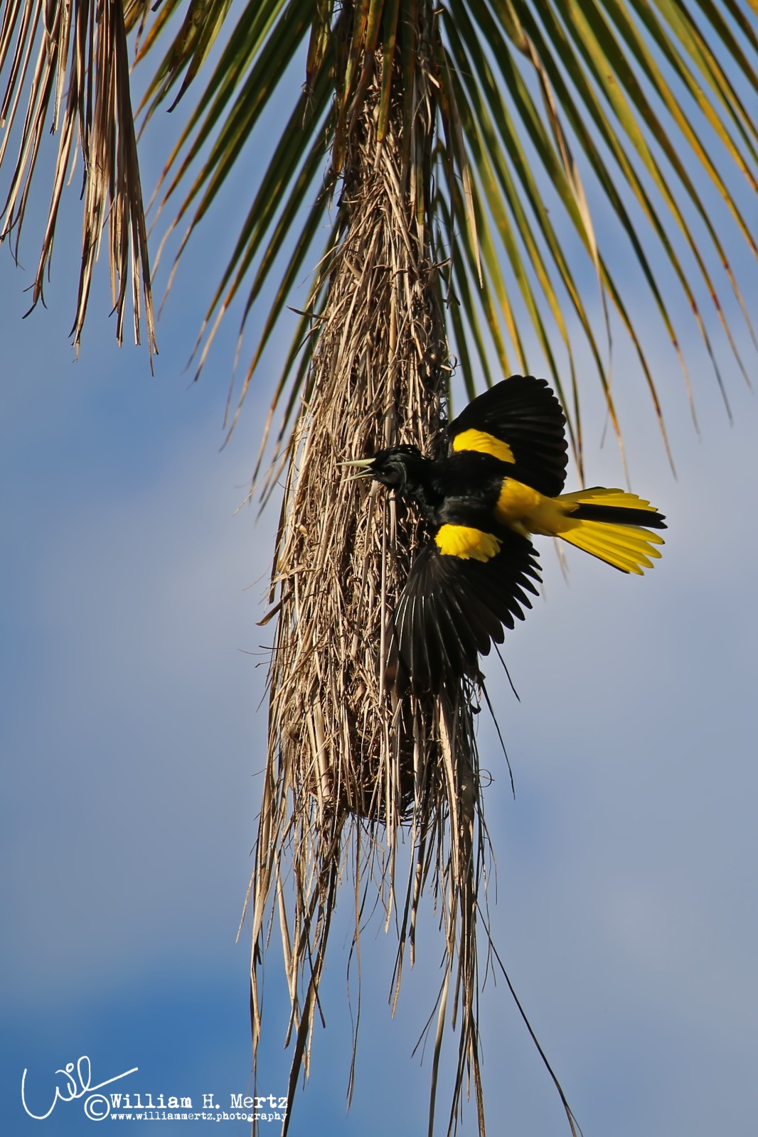 Yellow-winged Cacique with wings spread at a long woven nest hanging from a palm frond