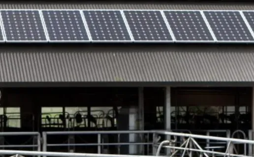 A solar dairy farm