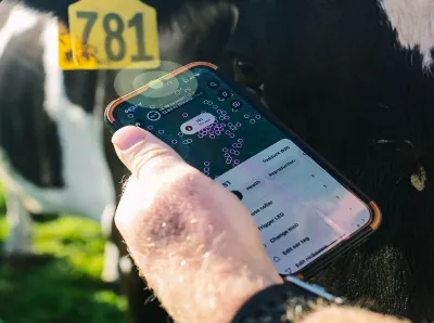 A mans hand holding a phone with a solar app on it, on a solar dairy farm.