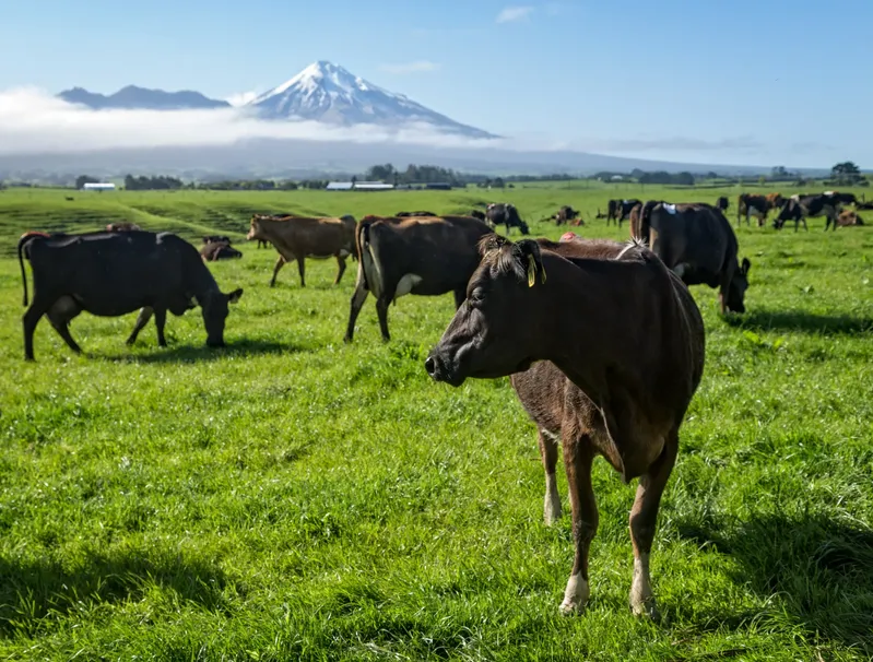 Cows in a paddock on a solar dairy farm
