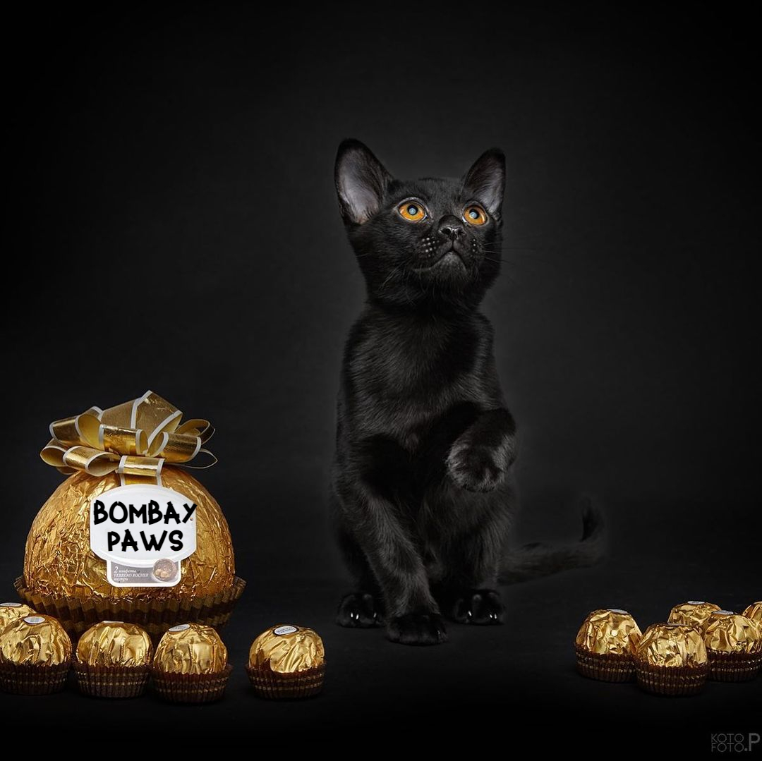 Bombay  kittens for sale