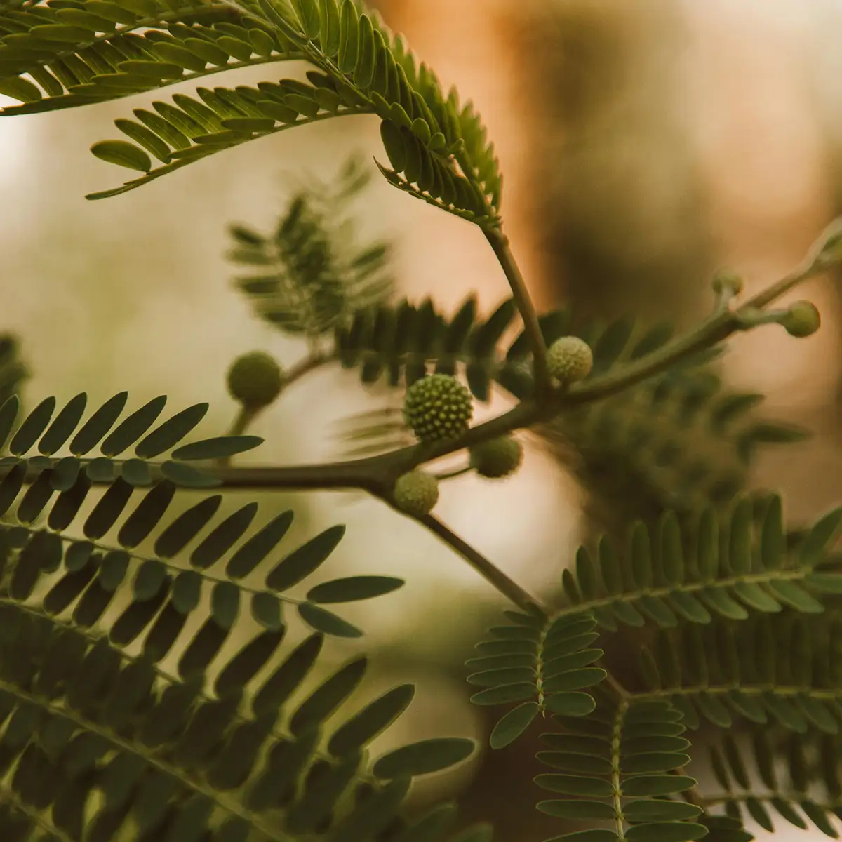 Acacia Tree Representing Ketamine