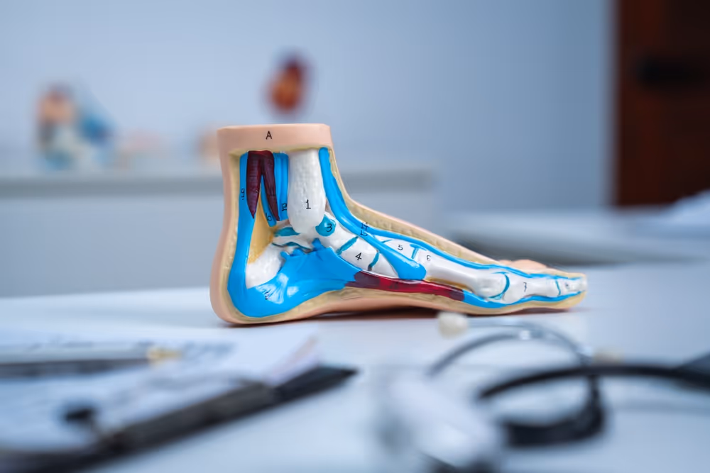 Plastic diagram of the inside of a foot