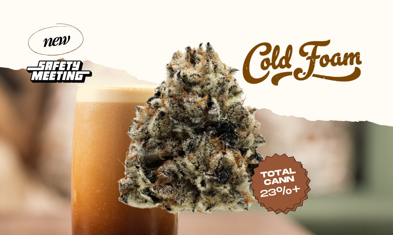 Safety Meeting Coldfoam hybrid strain bud shot macro close up