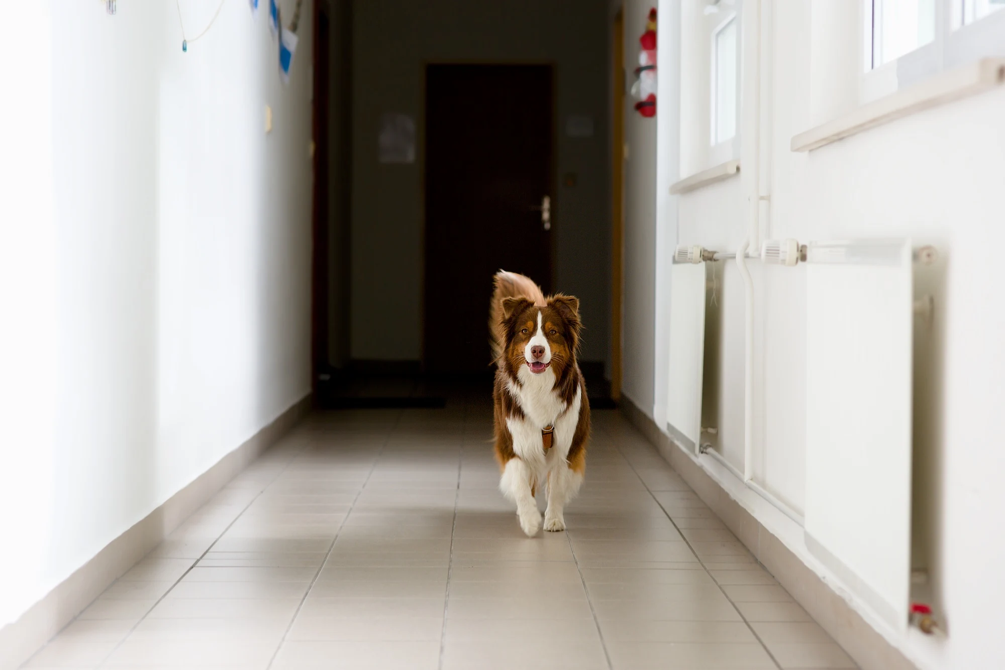 Hnědý a bílý pes běžící chodbou s bílými zdmi a dlaždicovou podlahou.