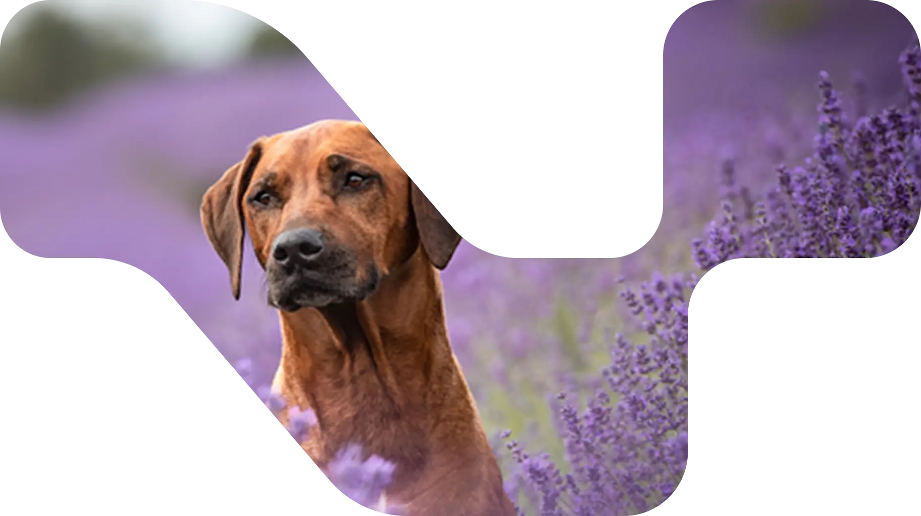 Dog lavendar