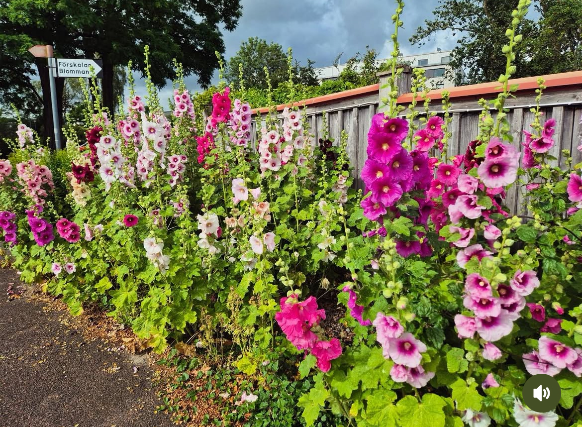 Stockrosor på Blommans Förskola i Lund