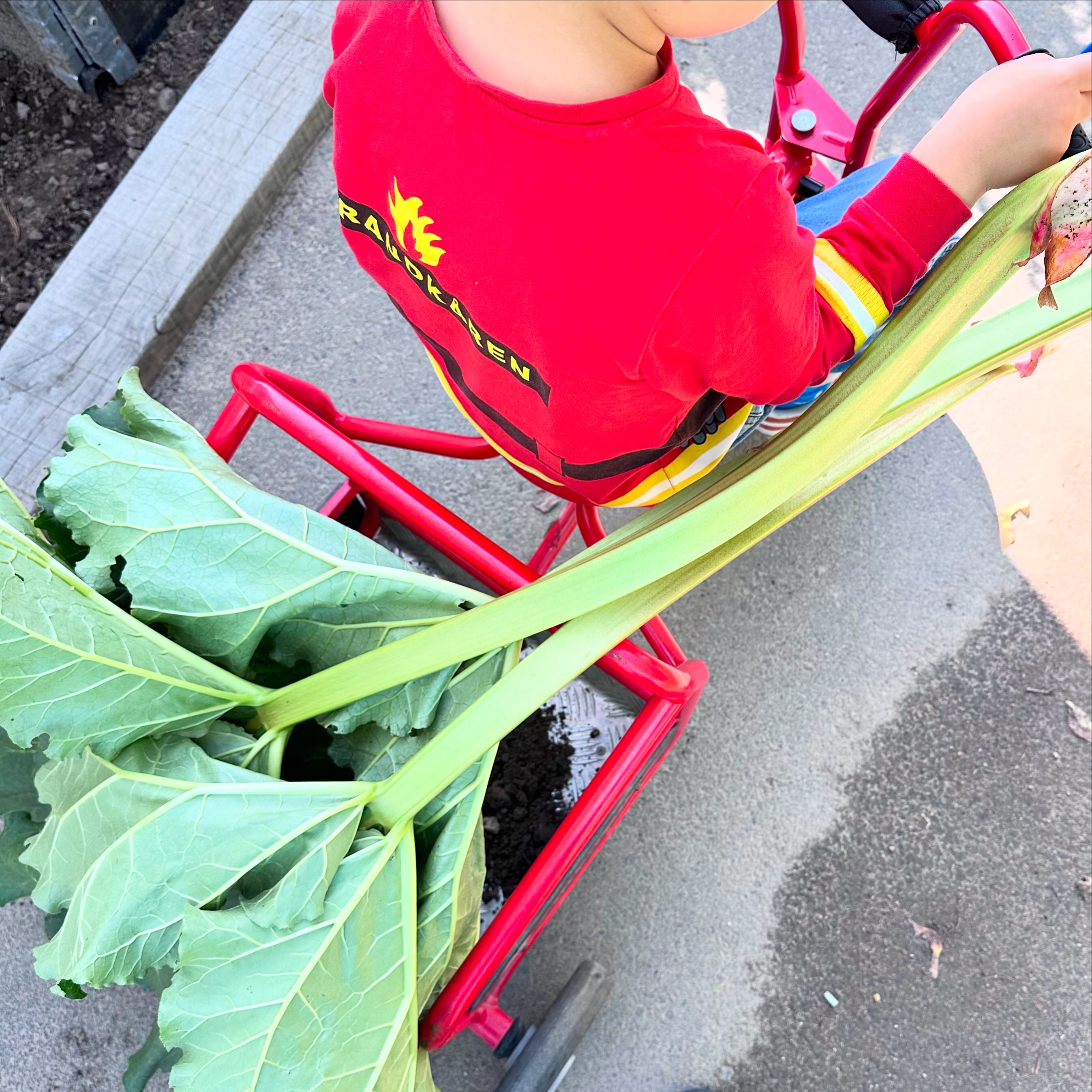 Barn kör med rabarber i vagn