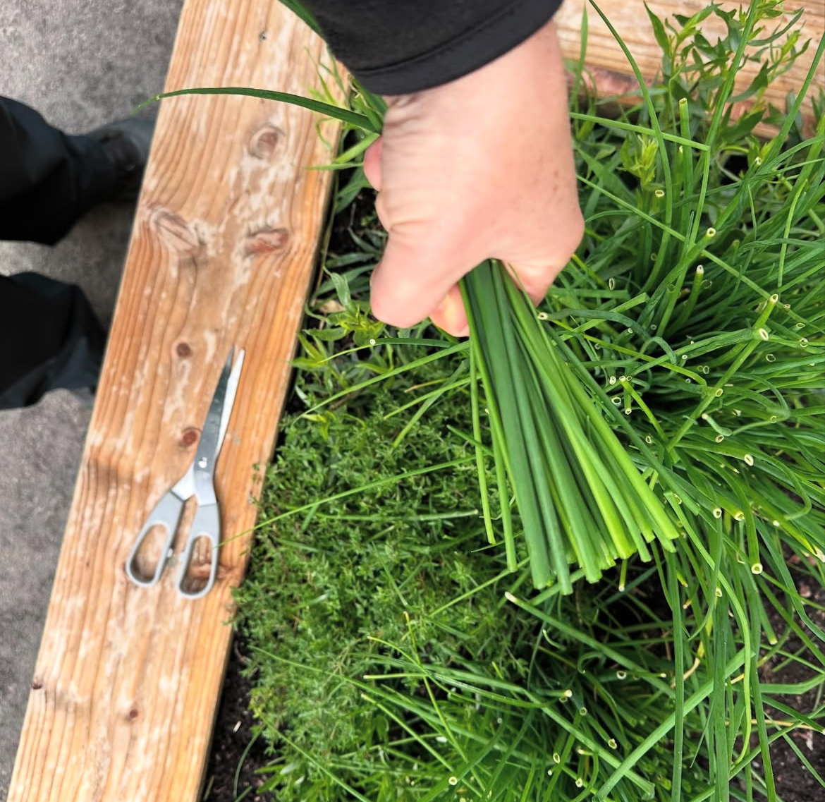 Gräslök från egen trädgård