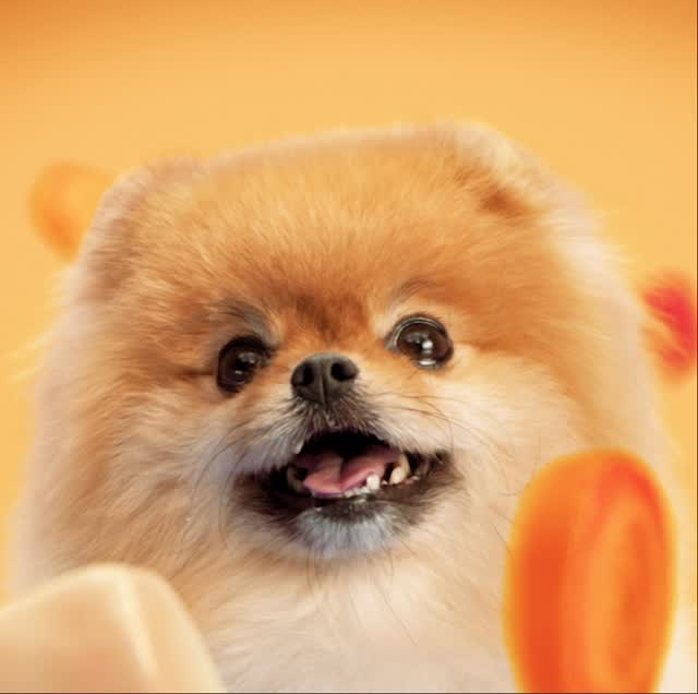 đ¶âš Director Oren Kaplan captures the cutest lineup for the new @purina benefuls spot.
.
.
.
Production Credits
Agency: CMS Productions 
Director: @okaplan 
MP: @geno_imbriale
Managing Director: @kirstenarongino
HoP: @sparkjones13
Executive Producer: @lsg.me 
Staff Producer: @oliviapossino
Staff Coordinator: @shaydanmk
Line Producer: @metrockfu 
1st AD: @julianmaxmetter 
DP: @bryantjansen 
Key Grip: @usagrips 
Gaffer: Braden Barton 
Production Manager: @hanrolo5 
Production Coordinator: @caitlyn_silkey 
Production Designer: @dustingrabiner 
Food Stylist: Shellie Anderson 
Key Costumer: @dianadilllon 
Post
Editor: @jbogr 
EP, Post: @mickeykeegan 
Post Producer: @gracerehorn 
Assistant Editor: @jessethreat 
CG: Ben Webber & Britta McPherson @ PrePost
VFX: Kevin Pierce 
Color: @dan.swierenga 
Audio: Ian Sorrentino
.
.
.
Sales Rep: @nikkiweissandco