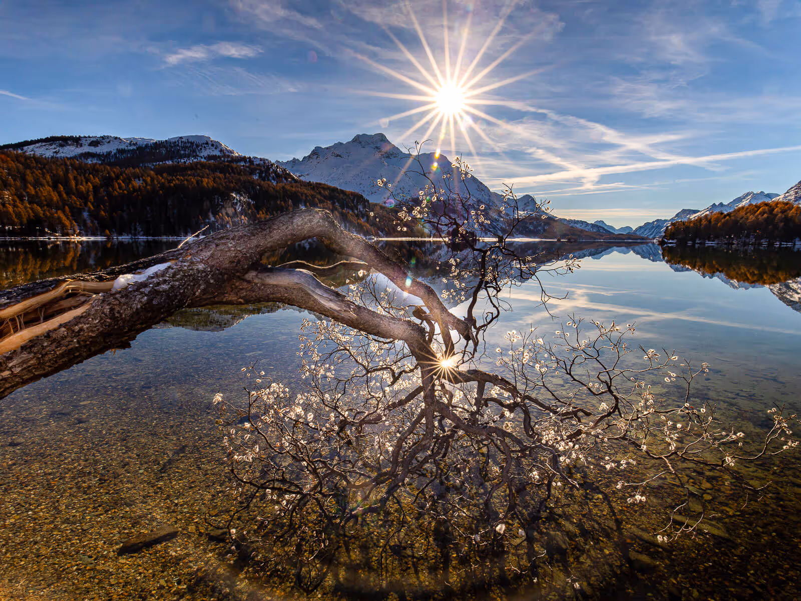 Segantini Baum Herbst