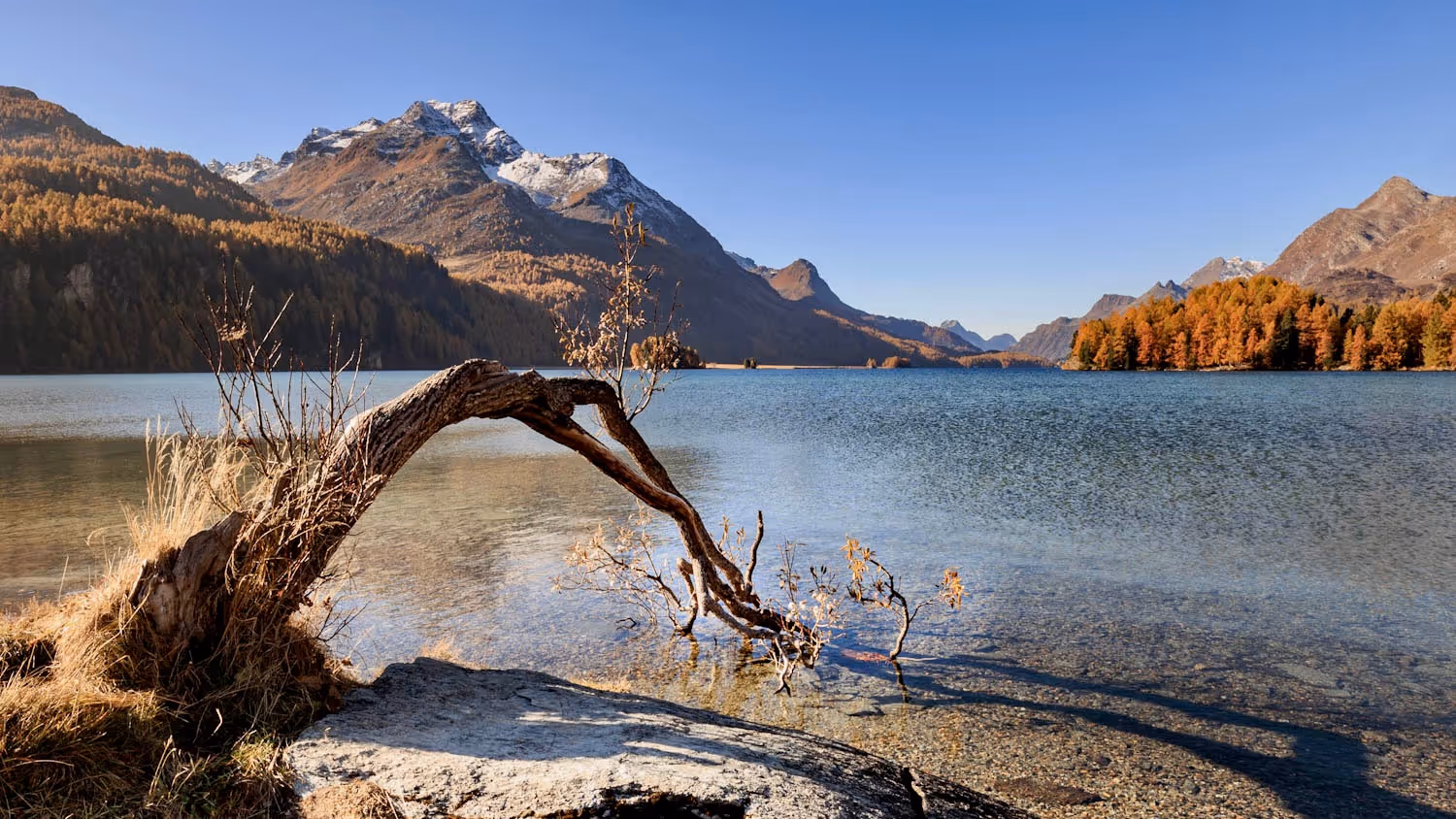 Gekrümter ins Wasser ragender Baum am Silsersee