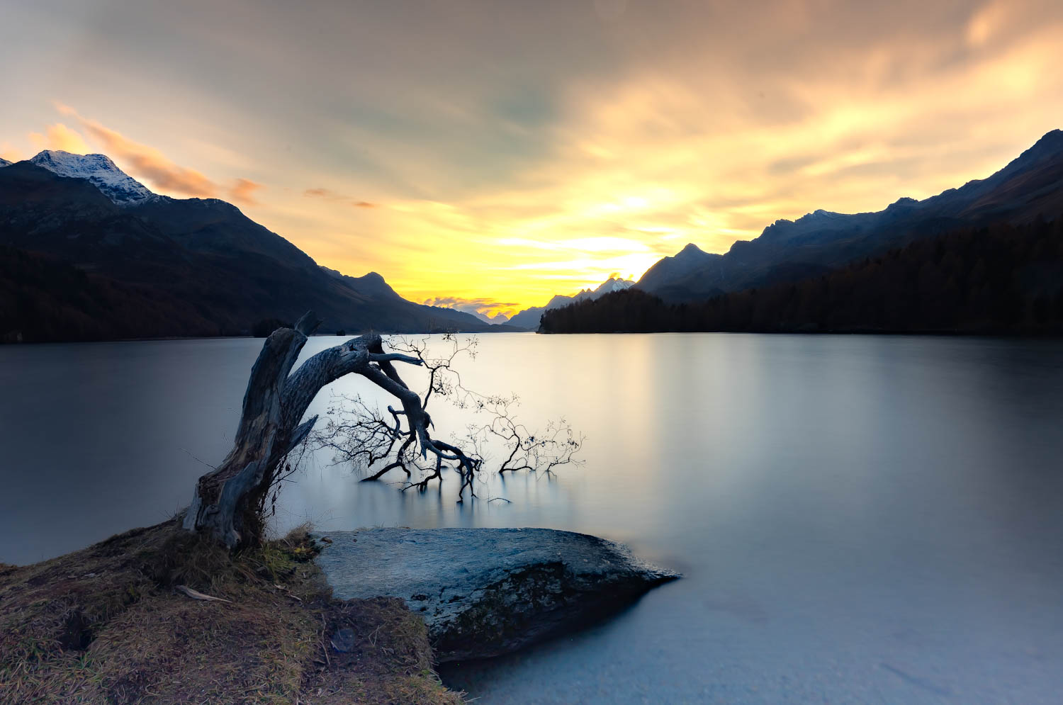 gekrümter Baum am Silseree