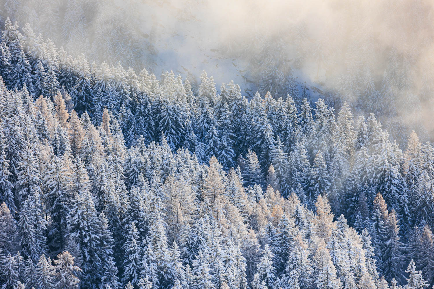 vershneiter Lärchenwald