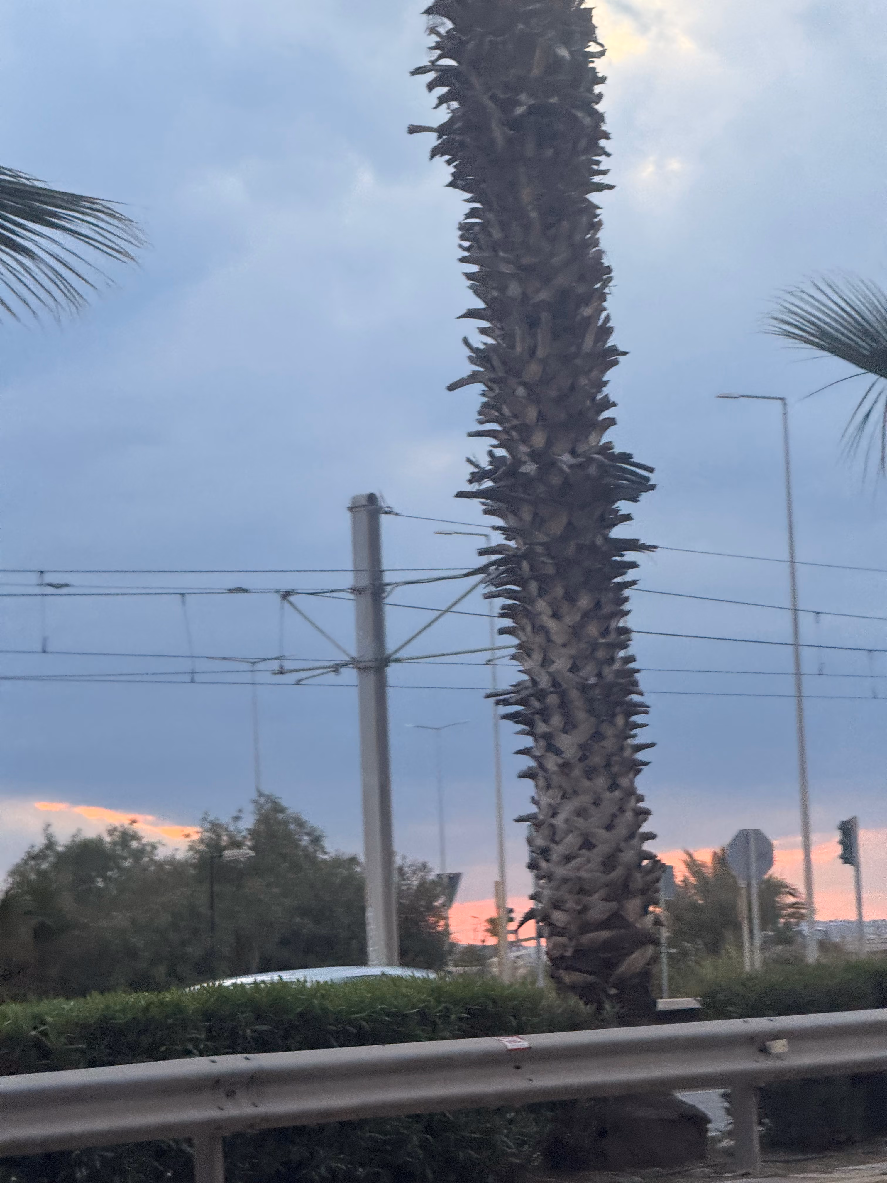 Palm tree trunk along roadway at dusk