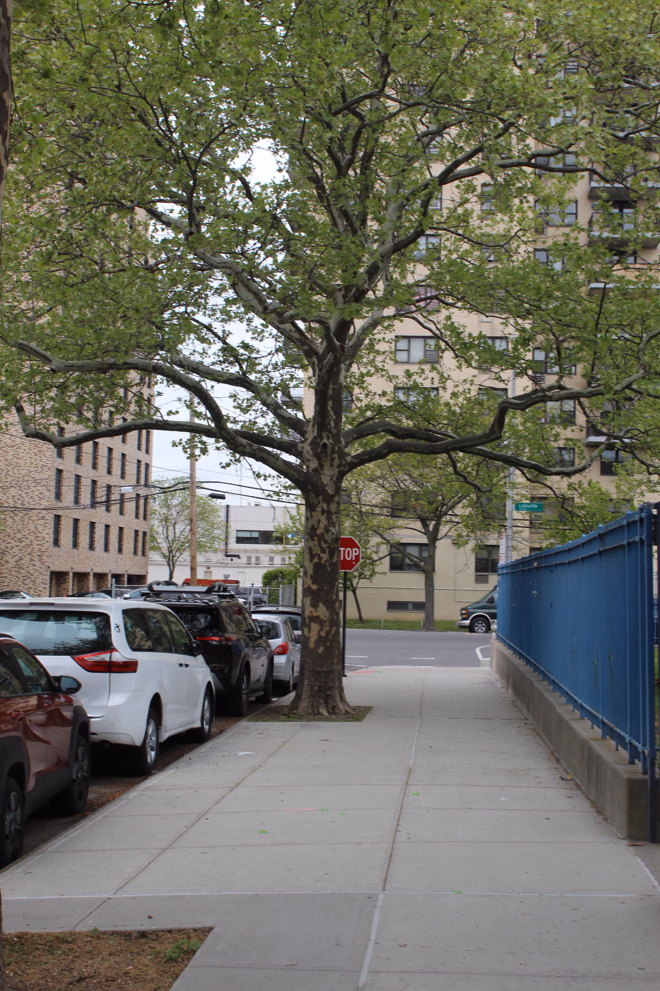 School entrance with blue canopy and tree