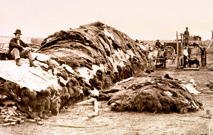 Over 40,000 buffalo hides in a factory in Dodge City, Kansas.